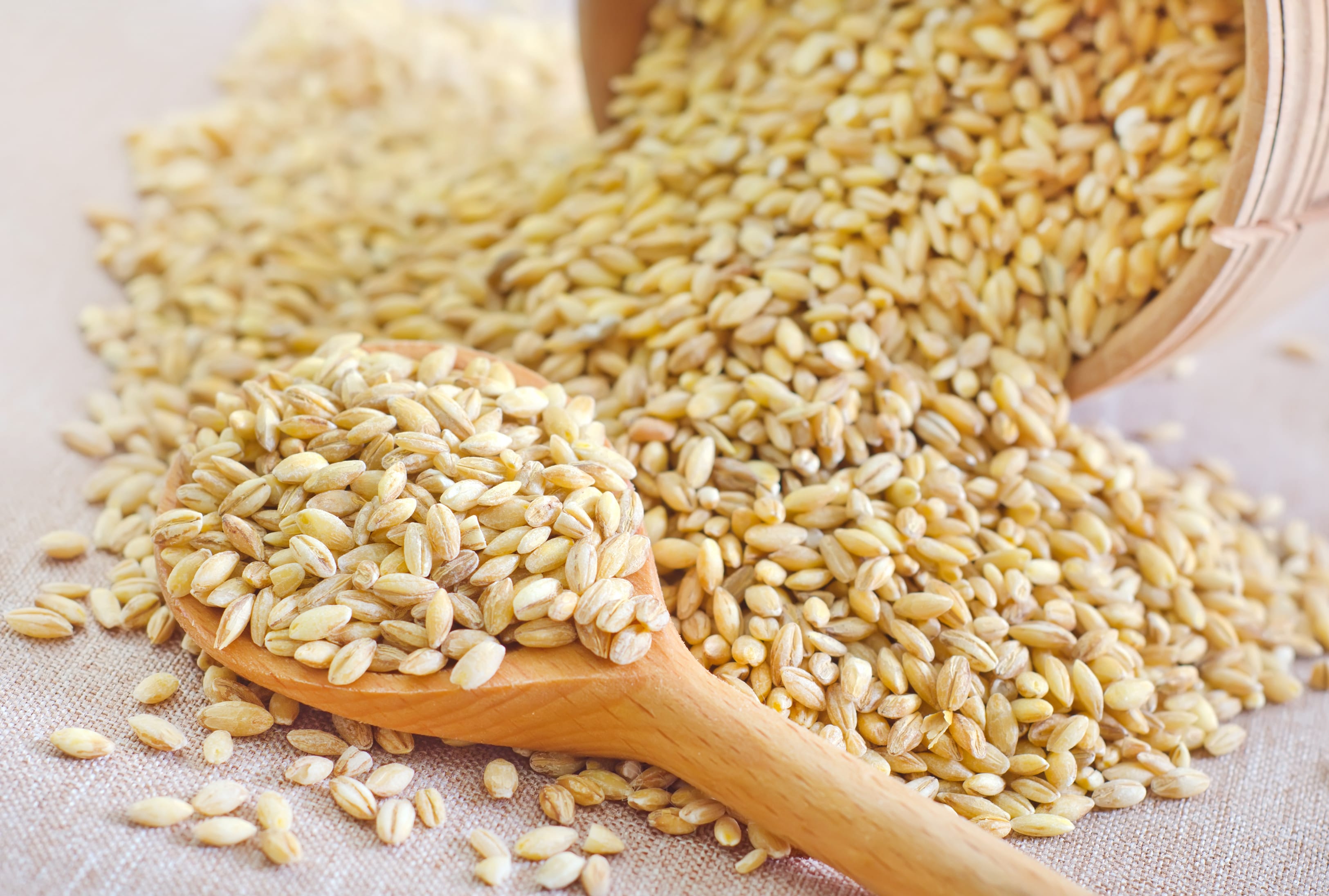 Wheat